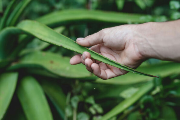 A close-up image of the aloe ferox plant with its fresh, green, and spiky leaves. 