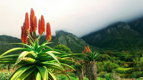 Blog feature image of the Aloe Ferox plant, also known as Cape Aloe. Its thick, fleshy, spiky leaves, used for medicinal purposes, are showcased.